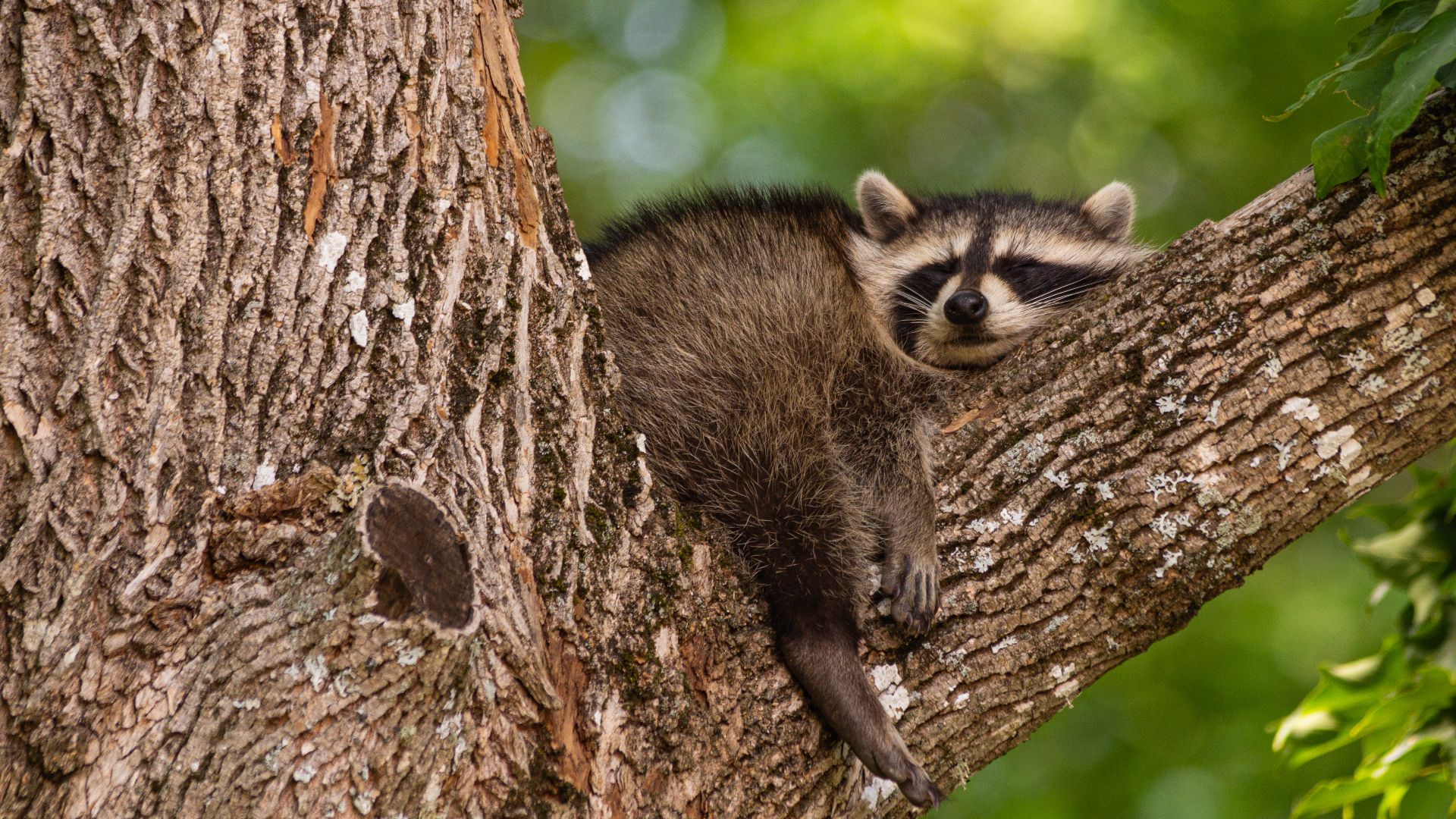 Raccoon Island (Boat and Kayak)